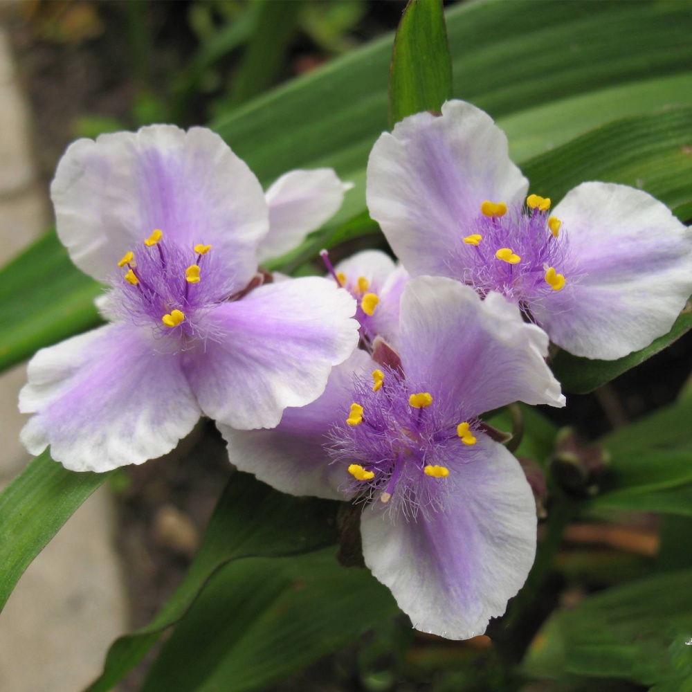 Ang Tradescantia Billberry Ice ni Anderson