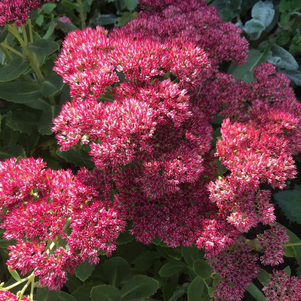 Sedum kilalang iceberg