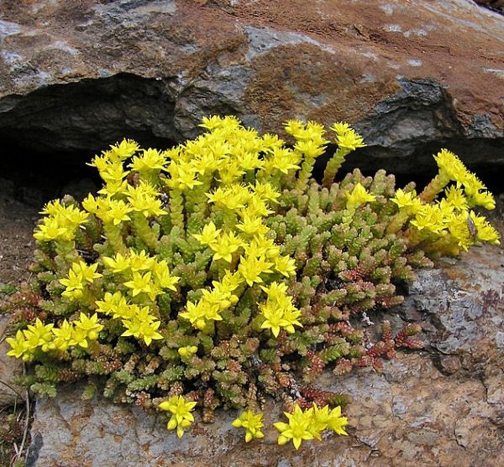 Sedum caustic sedum acre aureum