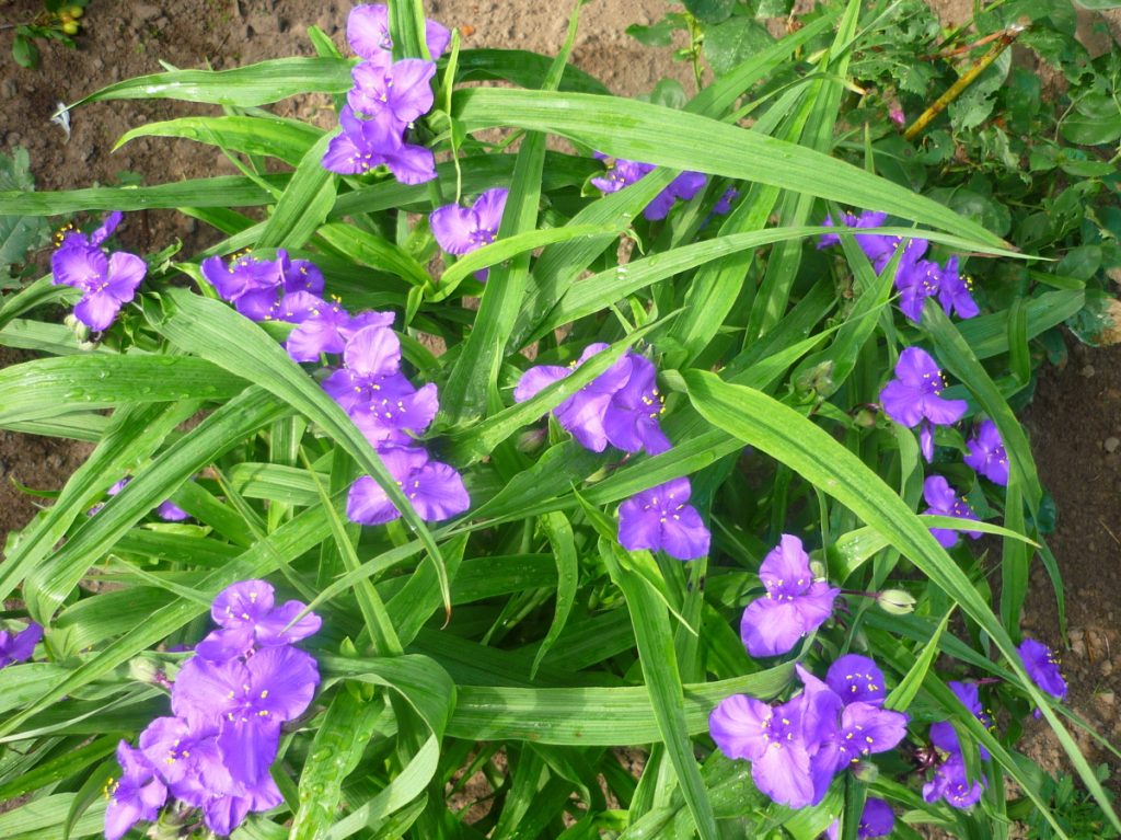 Mga species ng hardin ng Tradescantia at mga varieties na may mga larawan