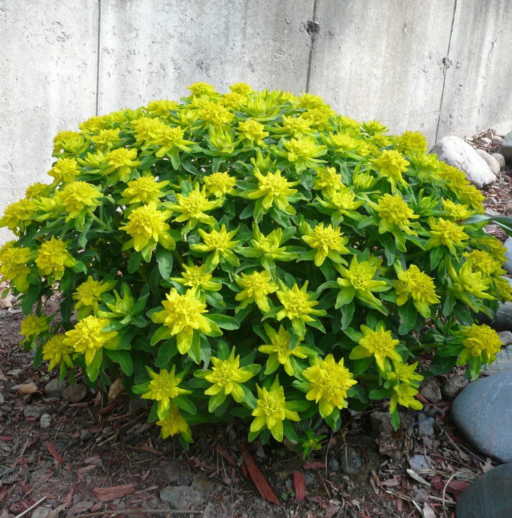 Euphorbia multicolor sun