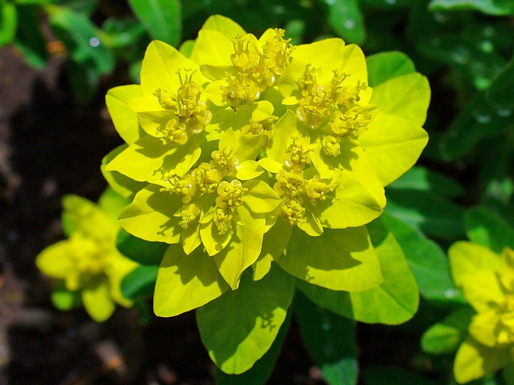 Euphorbia multiflorous euphorbia