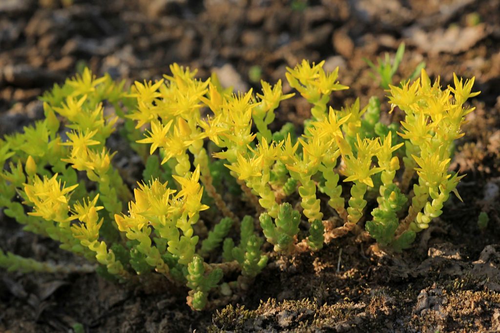 Sedum caustikong pagtatanim at pangangalaga