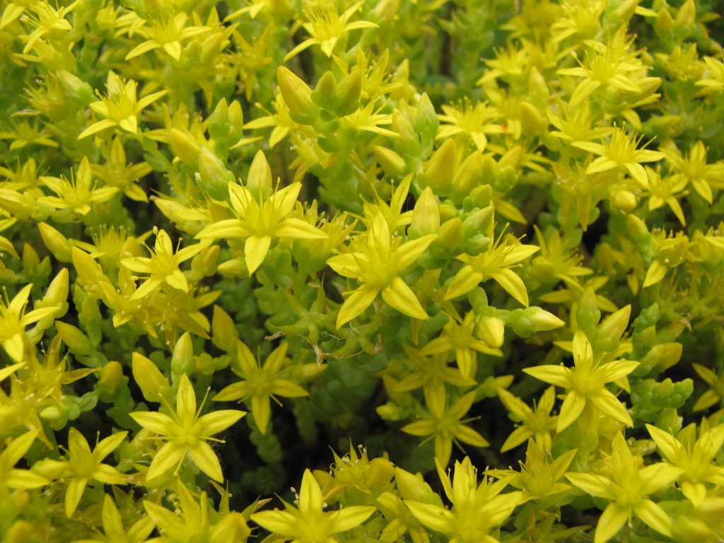 Sedum caustic photo