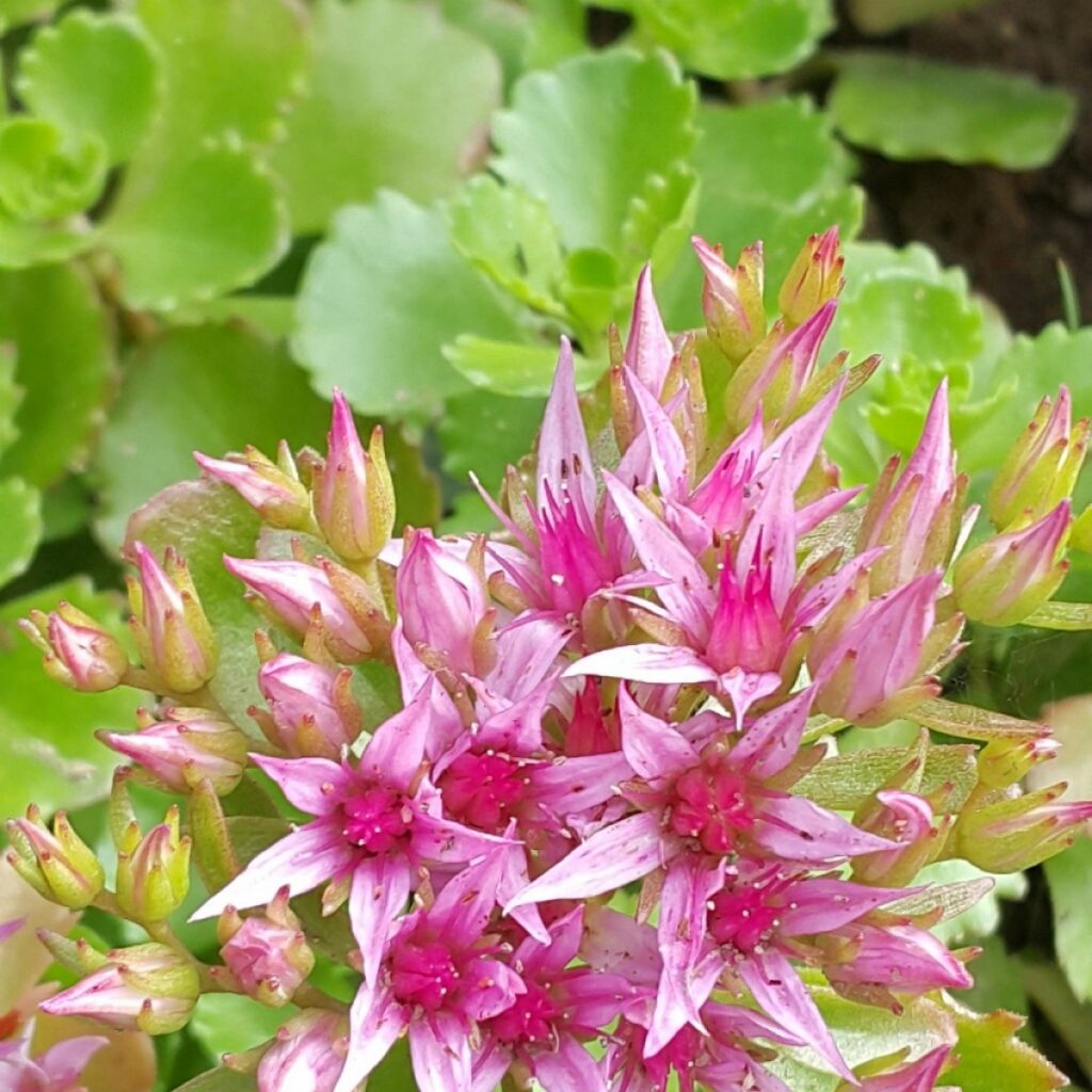 Sedum false roseum