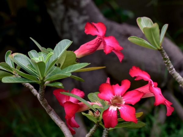 Adenium Obesum - comment prendre soin d'une fleur