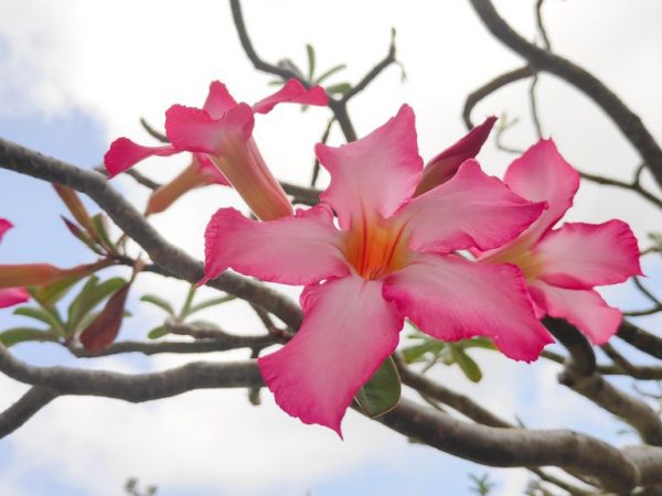 Une fleur a besoin de beaucoup de lumière