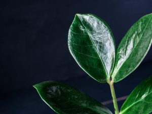 Zamioculcas noir - un bel arbre dollar