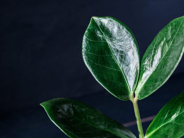 Itim na zamioculcas - isang magandang puno ng dolyar