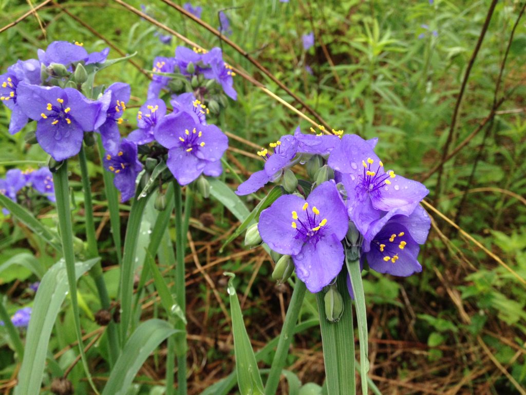 Tradescantia hardin pangmatagalan larawan