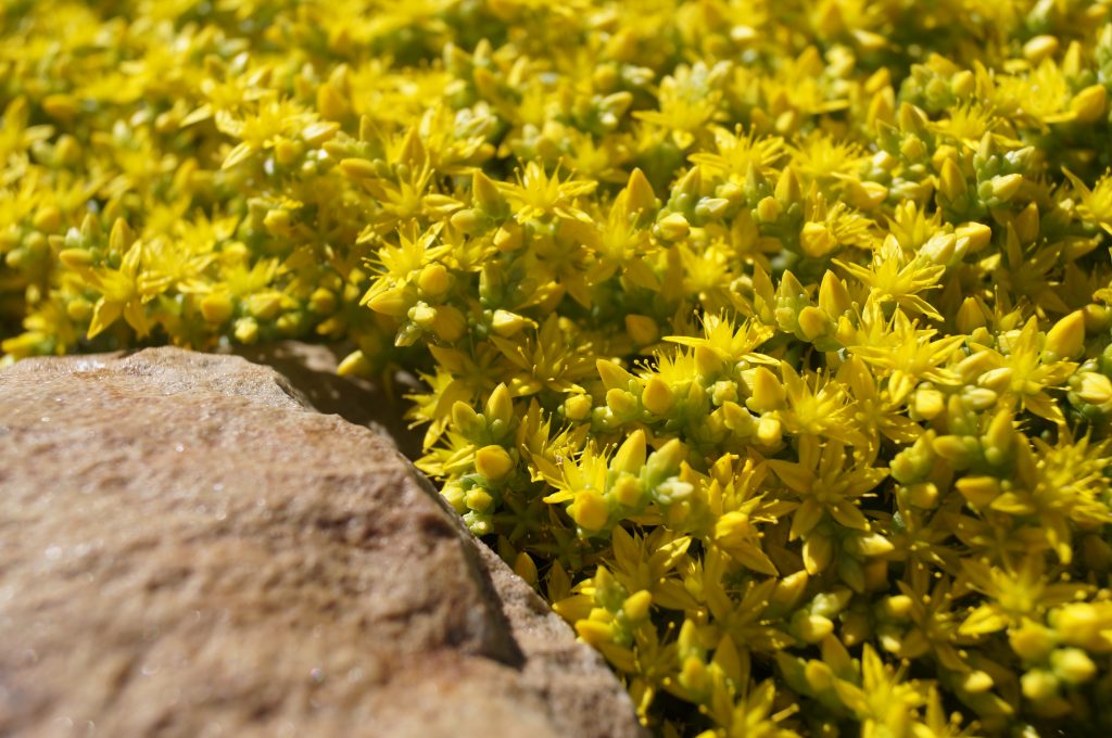 Sedum caustic sedum