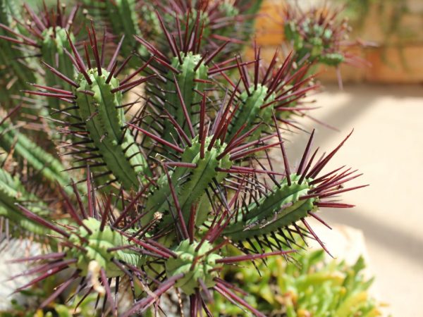 La plante a besoin de beaucoup de lumière