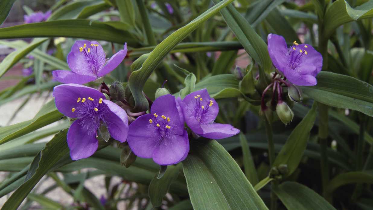 Hardin sa larawan ng Tradescantia