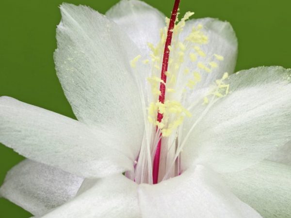 Ang kulay ng mga bulaklak ay nag-iiba depende sa pagkakaiba-iba.