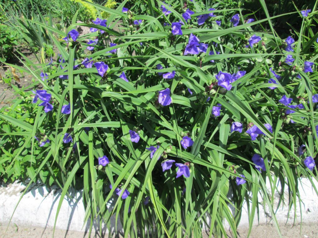 Perennial garden Tradescantia