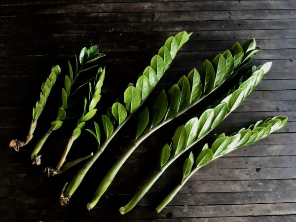 Vous ne pouvez diviser le tubercule que dans une fleur adulte.