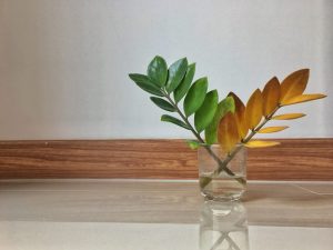 Reproduction de Zamioculcas - comment effectuer la procédure à la maison