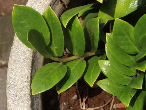 Arrosage des Zamioculcas - règles et recommandations