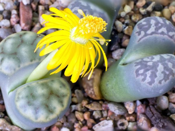 Les lithops poussent très lentement