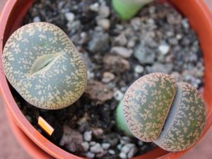 Lithops, ou pierres à fleurs - conseils pour la culture