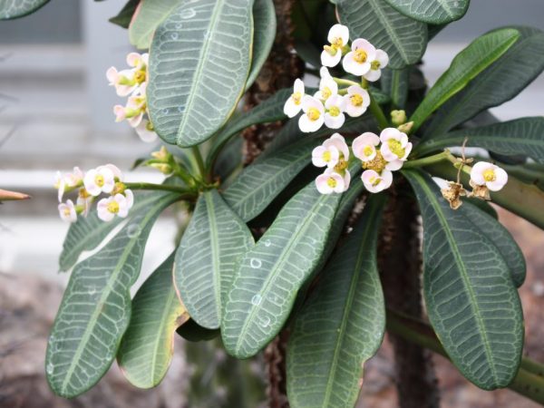 Le top dressing augmente l'immunité des plantes