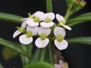 Euphorbia Crested (Ribbed) - comment faire pousser à la maison