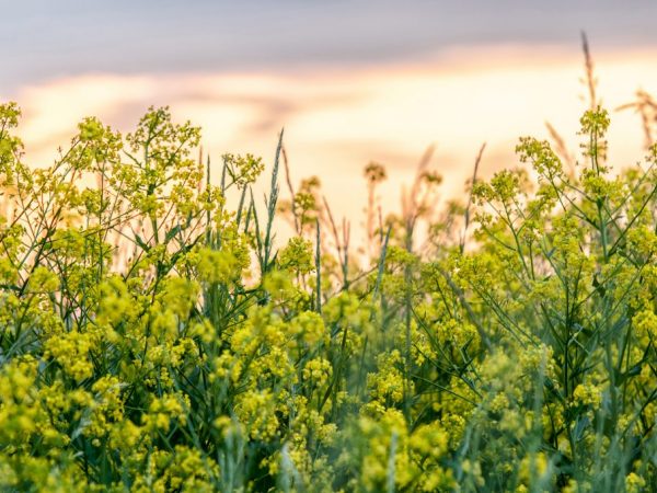 Les semis s'adaptent facilement à un nouvel endroit