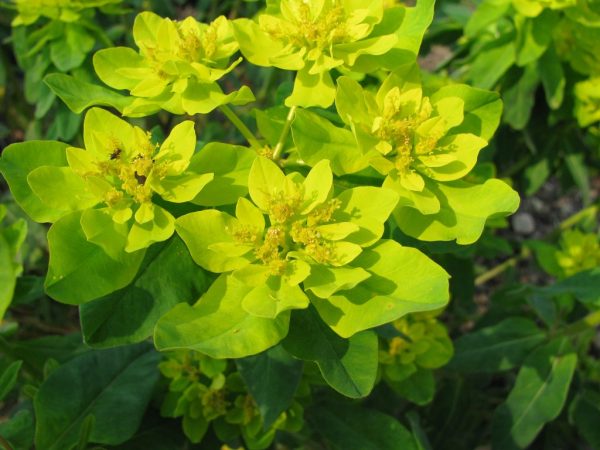 Euphorbia multiflorous na paglilinang at pangangalaga