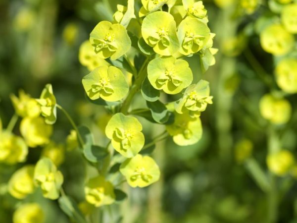 Larawan sa maraming kulay ng Euphorbia