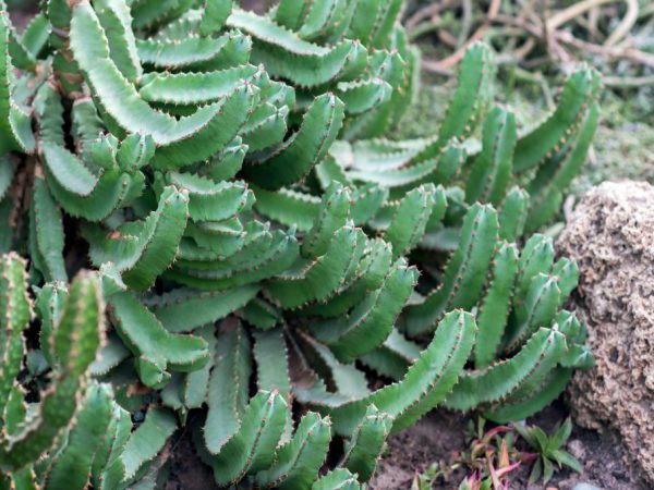 La plante est facile à entretenir