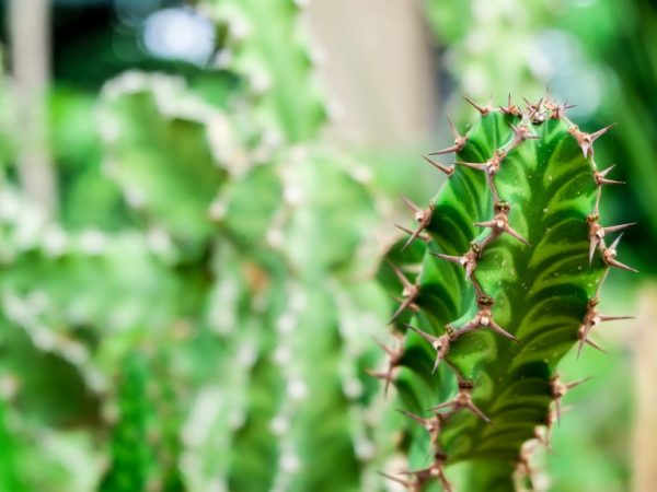 Euphorbia résineux - comment prendre soin d'une plante