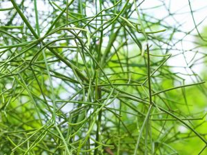 Euphorbia Tirucalli est une plante sans prétention