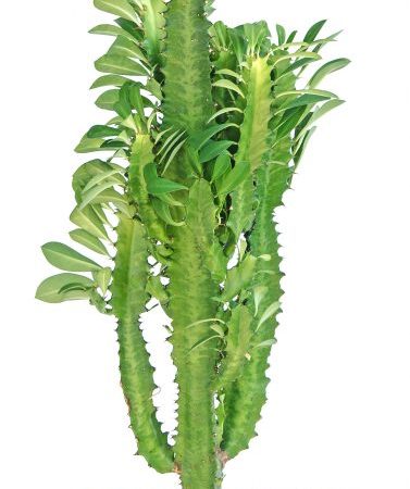 Euphorbia triangulaire - caractéristiques de la culture d'une fleur subtropicale