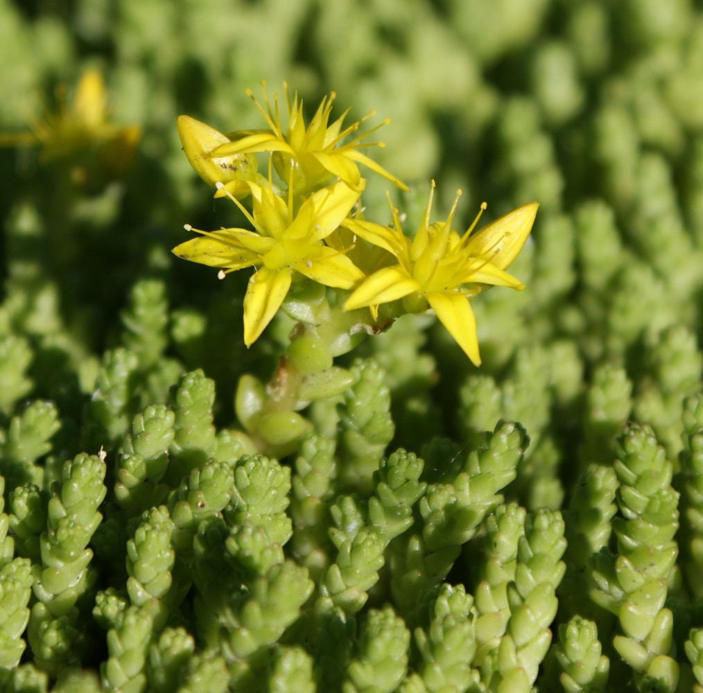 Sedum caustic paglilinang mula sa larawan ng mga binhi