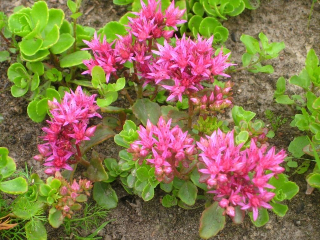 Sedum false fuldaglut