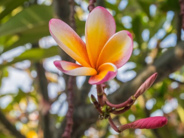 Plumeria est une belle fleur avec un merveilleux parfum