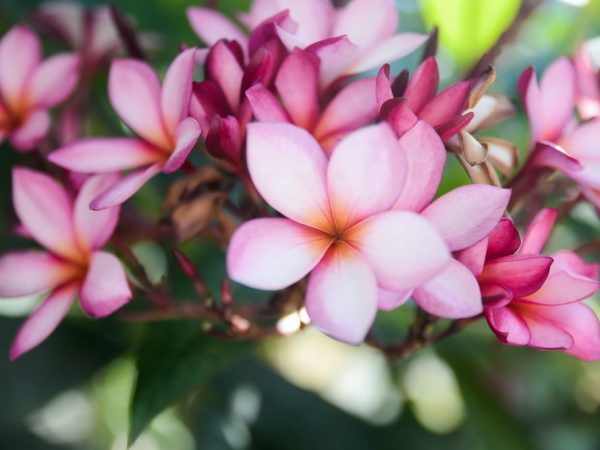 Cultiver une fleur vous-même