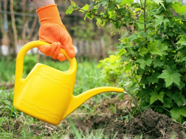 Ang mga nitrogen fertilizers ay hindi maaaring gamitin sa taglagas.