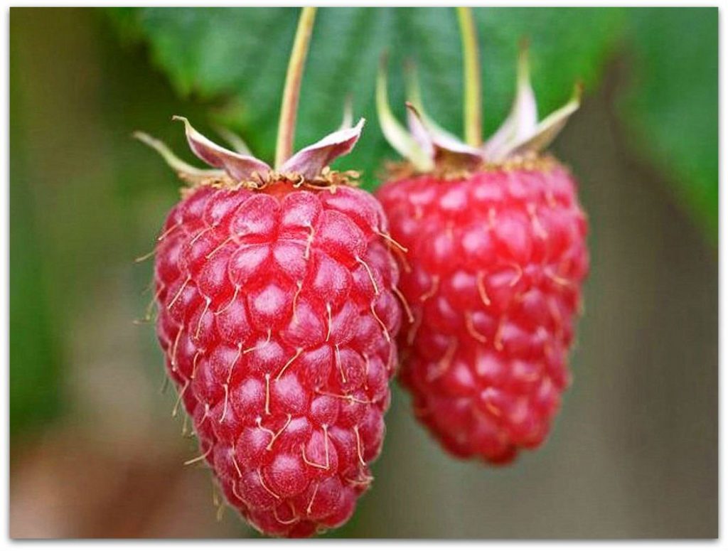 Paano maproseso ang mga raspberry sa taglagas mula sa kung ano