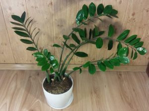 Les zamioculcas sont-ils dangereux - comment ils affectent les humains et les animaux