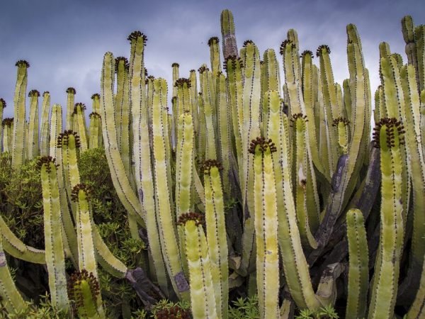 Nakakalason ang Euphorbia