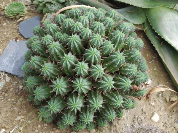 Ang Euphorbia ay maaaring magkaroon ng isang kakaibang hugis