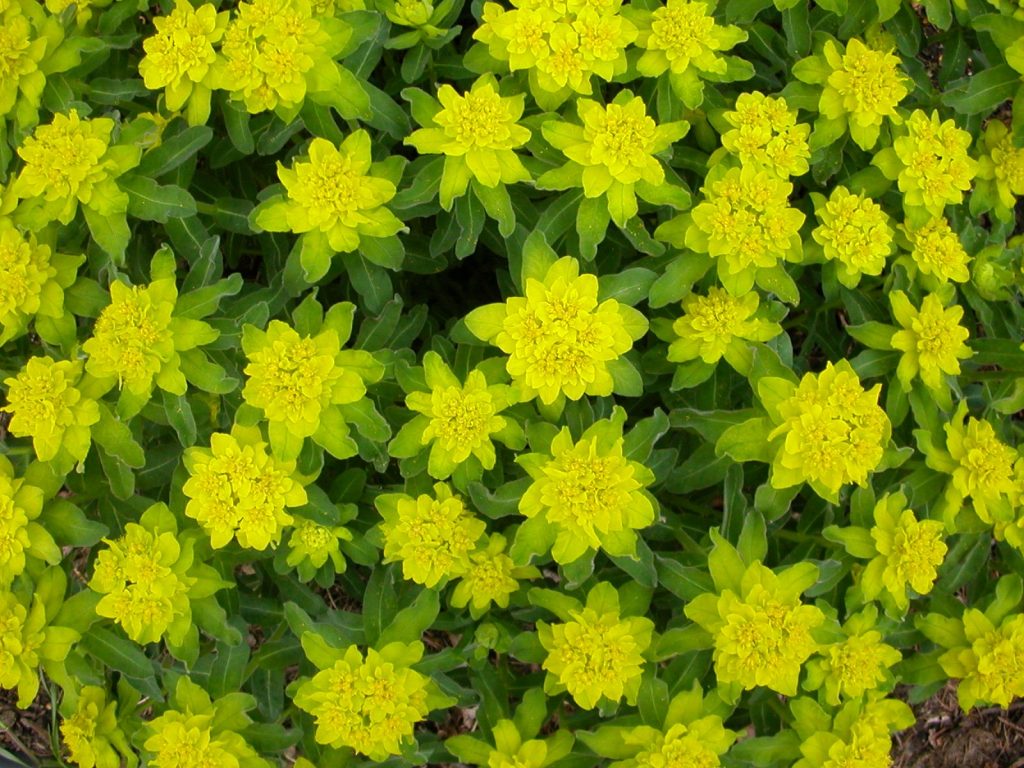 Euphorbia multicolor frosty flame