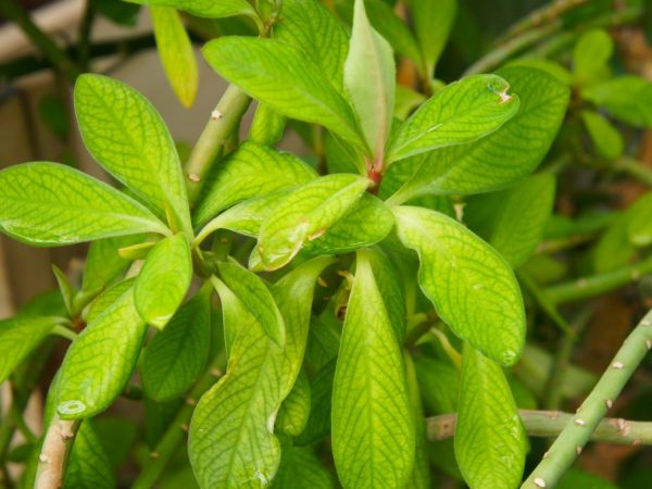 Les engrais améliorent le développement des plantes