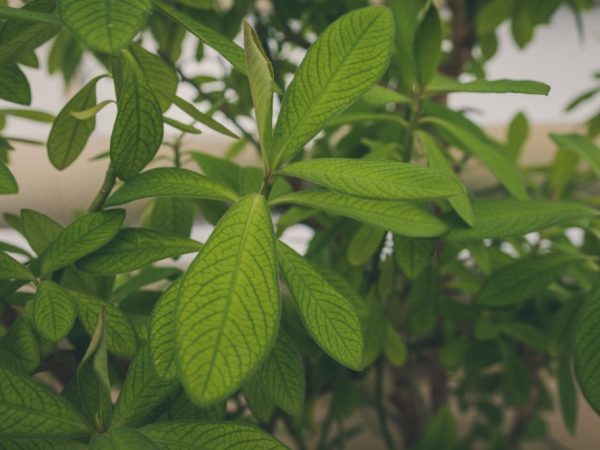 Sinadenium - les subtilités de l'entretien d'un arbre exotique