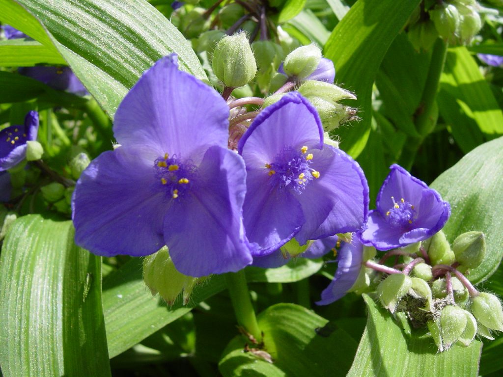 Mahalaga ang Tradescantia virginian