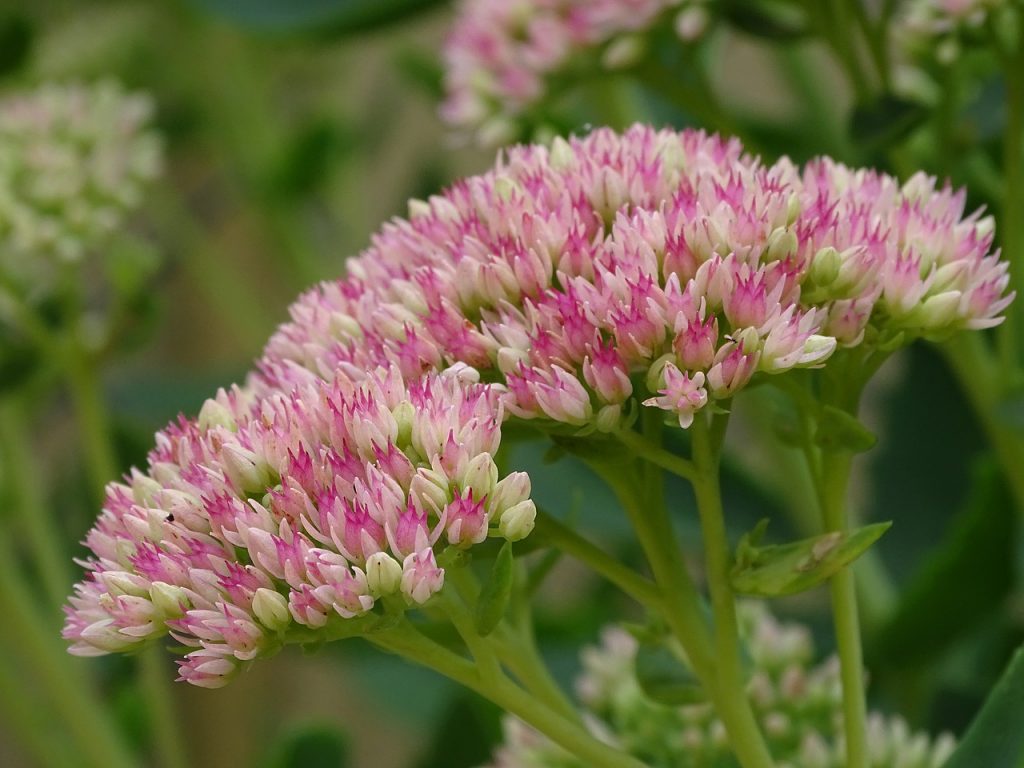 Kilalang larawan ng sedum