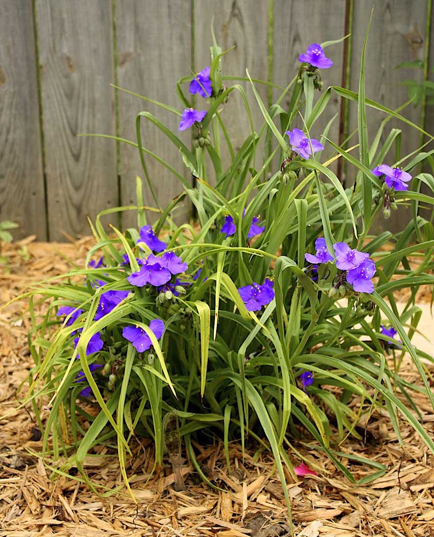 Ang hardin ng Tradescantia na pangmatagalang pagtatanim at pangangalaga