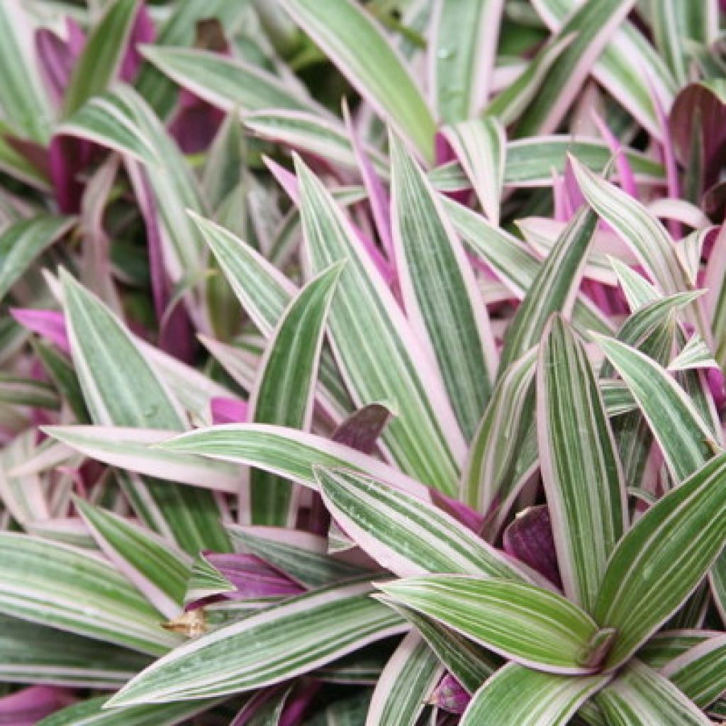 Bulaklak ng Tradescantia