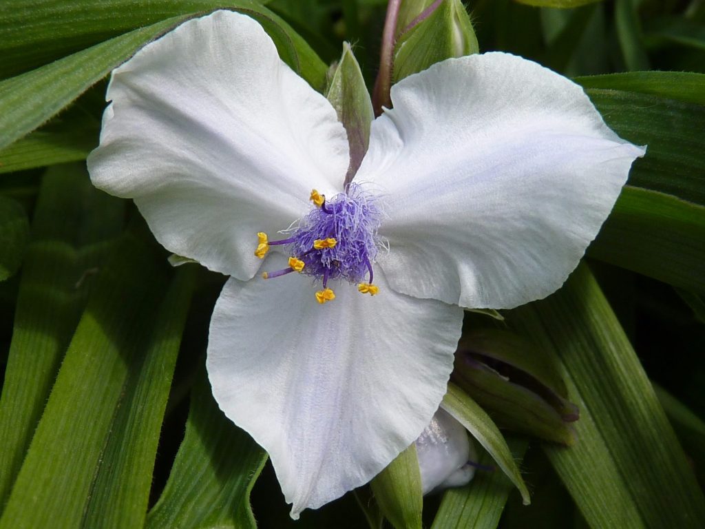 Garden Tradescantia sa disenyo ng landscape